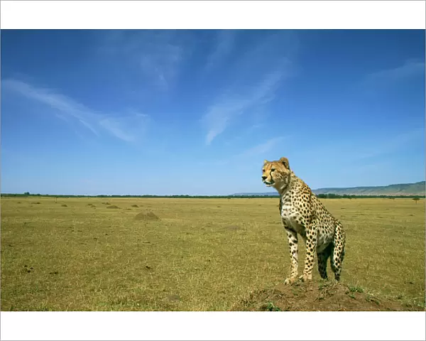 Cheetah - standing on vantage point - Masai Mara National Reserve JFL03273