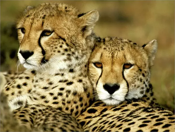Cheetah - portrait of pair close together - Kenya JFL03434