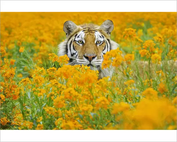 Bengal Tiger - in orange mustard flowers _C3B1644