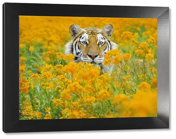 Bengal Tiger - in orange mustard flowers _C3B1644