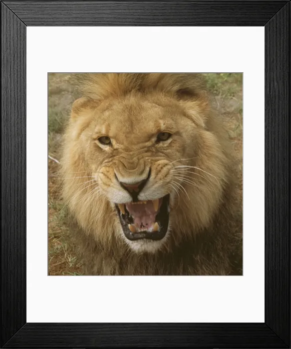 Framed Print : Lion WAT 6065 Panthera leo © M. Watson / ARDEA LONDON Framed Print : Lion WAT 6065 Panthera leo © M. Watson / ARDEA LONDON
