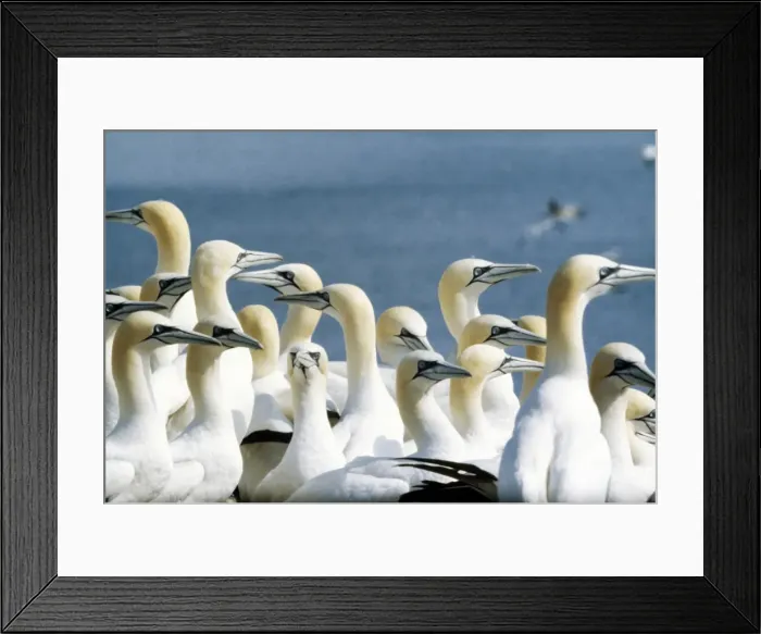 Framed Print : Gannets AEB 1614 Sula bassana © Liz Bomford / ARDEA LONDON Framed Print : Gannets AEB 1614 Sula bassana © Liz Bomford / ARDEA LONDON