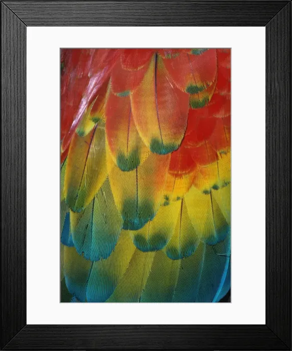 Framed Print : Scarlet Macaw - Feathers Framed Print : Scarlet Macaw - Feathers