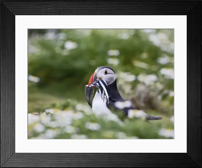 Framed Print : Puffin - with sand eels - Skomer - UK 007522 Framed Print : Puffin - with sand eels - Skomer - UK 007522