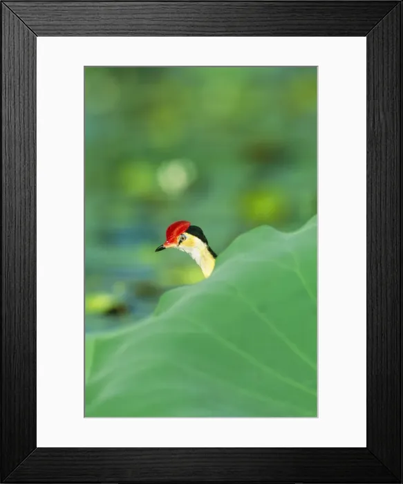 Framed Print : Comb-crested Jacana  /  Lotusbird JPF 12405 Kakadu National Park, Northern Territory, Australia. Irediparra gallinacea © Jean-Paul Ferrero  /  ARDEA LONDON