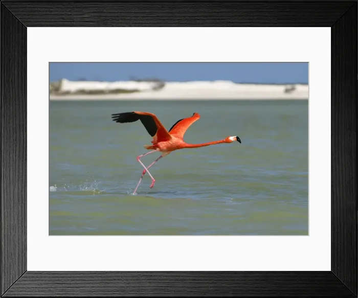 Framed Print : American flamingo Rio Lagartos Reserve, Yucatan, Mexico Framed Print : American flamingo Rio Lagartos Reserve, Yucatan, Mexico