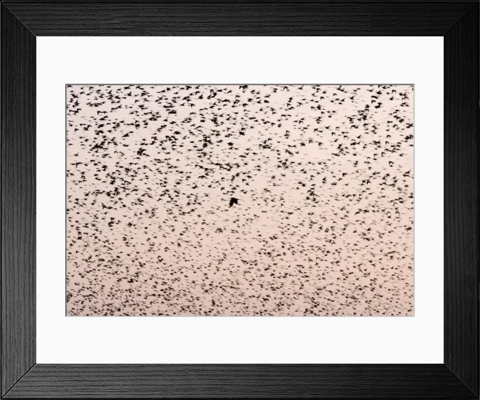 Framed Print : Starling Flock Framed Print : Starling Flock