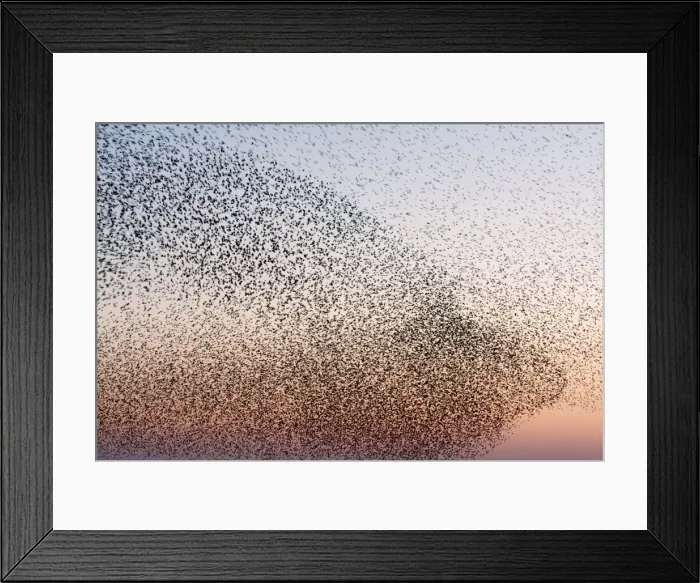 Framed Print : Starling Flock Framed Print : Starling Flock