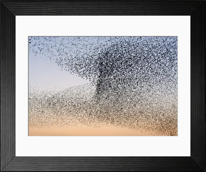 Framed Print : Starling Flock Framed Print : Starling Flock
