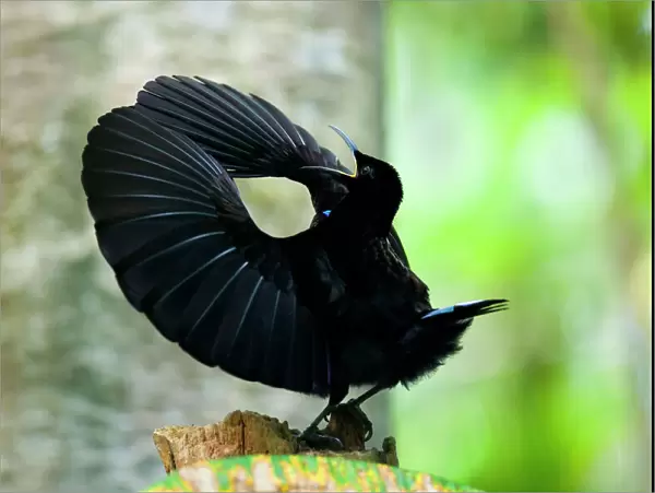 Victoria's Riflebird - adult male displaying wildly in the hopes to attract females. It calls out and has its wings widely spread to clap them over its head and dance - Wooroonooran National Park, Wet Tropics World Heritage Area, Queensland