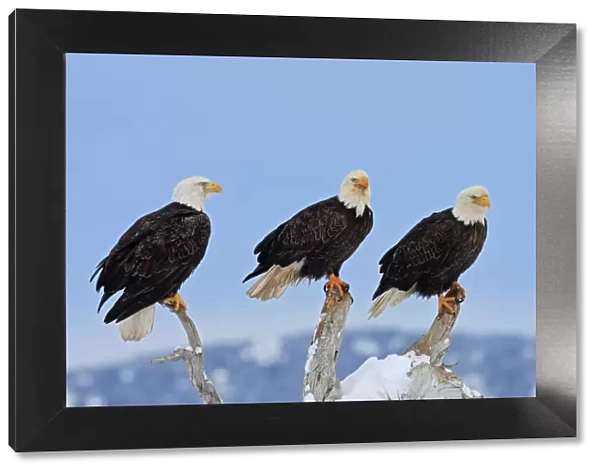 Bald Eagle - three. Homer - Kenai Peninsula - Alaska - USA