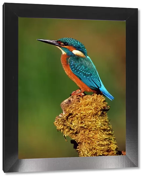 Kingfisher - perched on moss covered tree stump