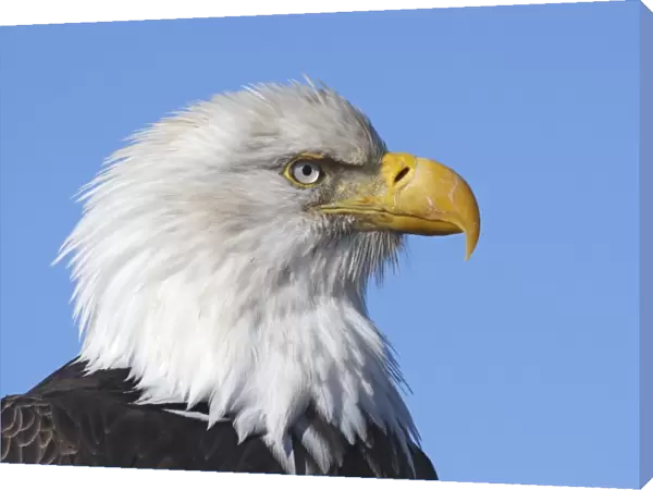 Bald Eagle. Homer - Kenai Peninsula - Alaska - USA