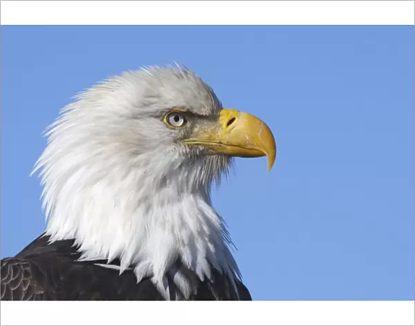 Bald Eagle. Homer - Kenai Peninsula - Alaska - USA