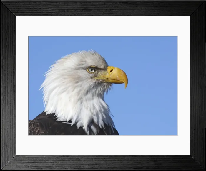 Framed Print : Bald Eagle. Homer - Kenai Peninsula - Alaska - USA Framed Print : Bald Eagle. Homer - Kenai Peninsula - Alaska - USA