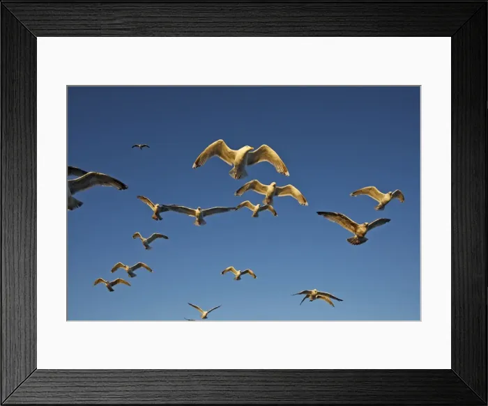 Framed Print : Herring Gulls - in flight - Norway Framed Print : Herring Gulls - in flight - Norway