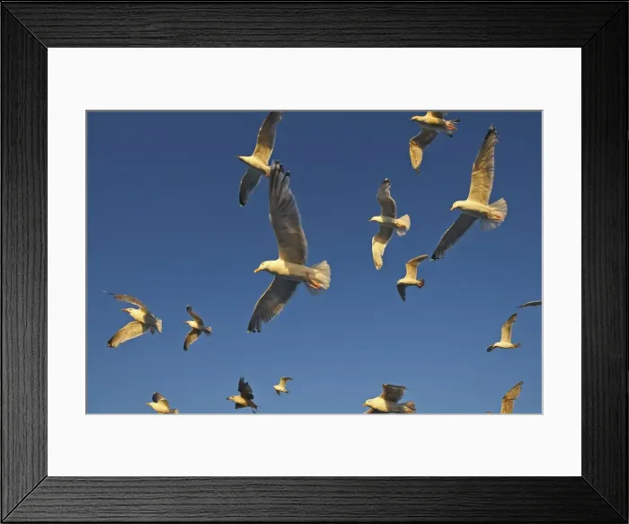 Framed Print : Herring Gulls - in flight - Norway Framed Print : Herring Gulls - in flight - Norway