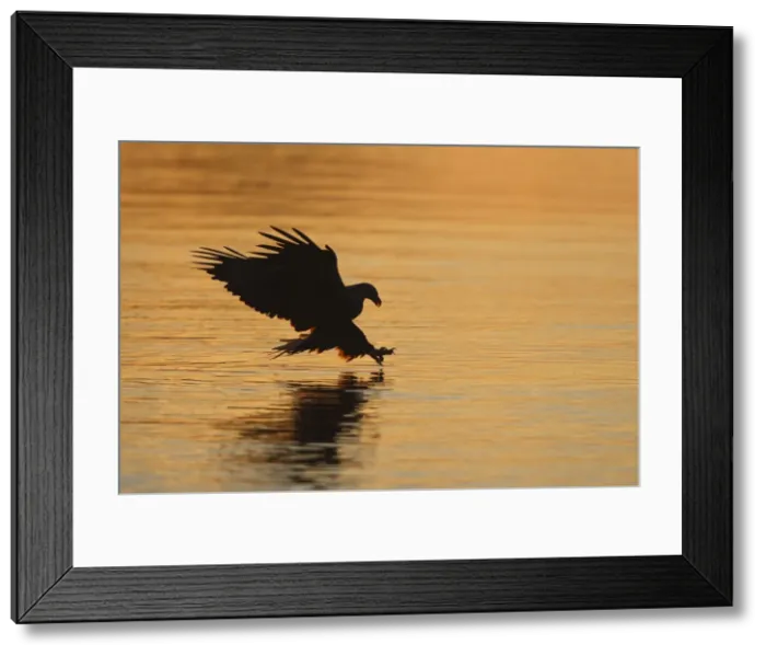 Framed Print : White-tailed Eagle - in flight landing in water to catch prey - Flatanger - Norway Framed Print : White-tailed Eagle - in flight landing in water to catch prey - Flatanger - Norway