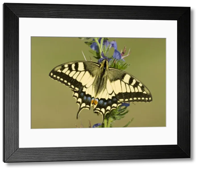 Framed Print : Swallowtail On vipers bugloss Aggtelek National Park Hungary Framed Print : Swallowtail On vipers bugloss Aggtelek National Park Hungary