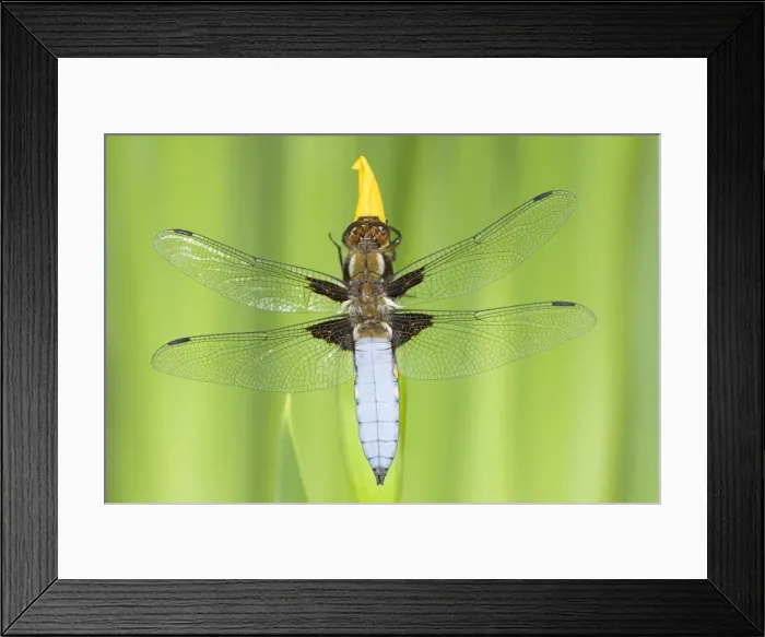 Framed Print : Broad-bodied Chaser Dragonfly Male on yellow flag Norfolk UK Framed Print : Broad-bodied Chaser Dragonfly Male on yellow flag Norfolk UK