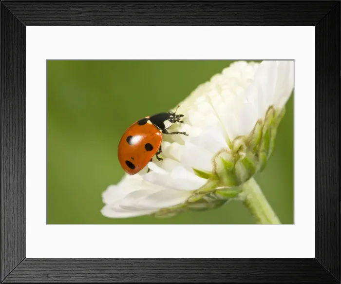 Framed Print : 7-Spot Ladybird on White Flower Norfolk UK Framed Print : 7-Spot Ladybird on White Flower Norfolk UK