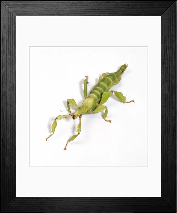 Framed Print : Giant Prickly Stick Insect Framed Print : Giant Prickly Stick Insect