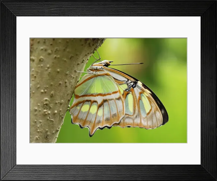 Framed Print : Pearly Malachite Butterfly Colombia Framed Print : Pearly Malachite Butterfly Colombia