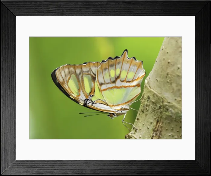 Framed Print : Pearly Malachite Butterfly Colombia Framed Print : Pearly Malachite Butterfly Colombia