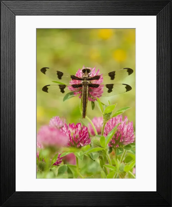 Framed Print : Twelve-spot Skimmer Dragonfly - resting on red clover flower on cool morning. (I believe this is a female) Pacific Northwest, USA. _TPL9976 Framed Print : Twelve-spot Skimmer Dragonfly - resting on red clover flower on cool morning. (I believe this is a female) Pacific Northwest, USA. _TPL9976
