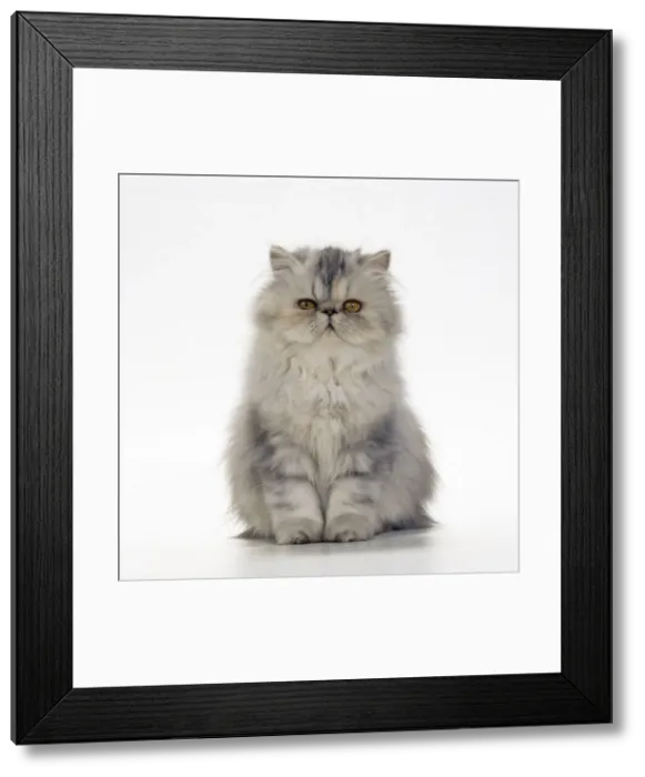 Framed Print : Cat - Persian Tortoiseshell Cameo kitten Framed Print : Cat - Persian Tortoiseshell Cameo kitten