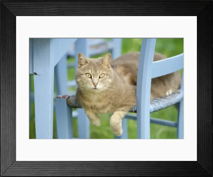 Framed Print : Cat - on blue chair Framed Print : Cat - on blue chair