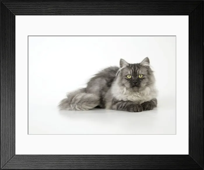 Framed Print : Chincilla X Persian. dark silver smoke Cat Framed Print : Chincilla X Persian. dark silver smoke Cat