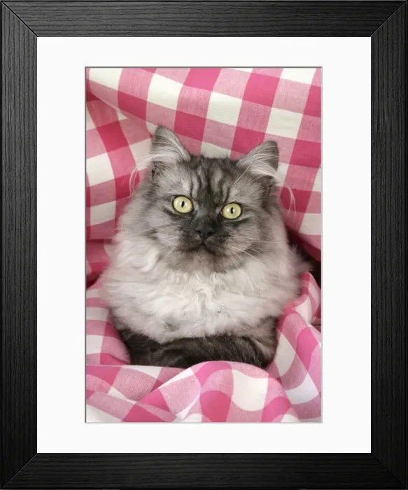 Framed Print : Cat - Chincilla X Persian. dark silver smoke Framed Print : Cat - Chincilla X Persian. dark silver smoke