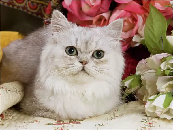 Cat - Silver shaded Persian