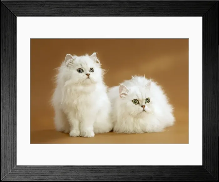Framed Print : Cat - Two Chinchilla cats in studio Framed Print : Cat - Two Chinchilla cats in studio