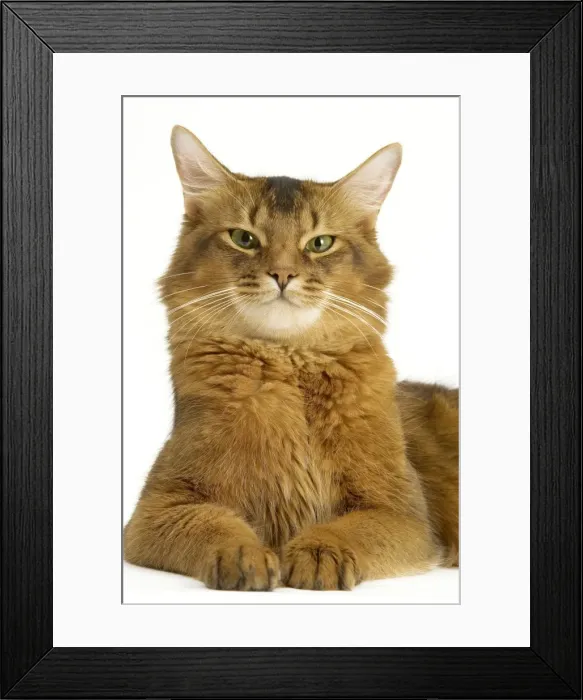 Framed Print : Cat - Somali in studio - ruddy variety Framed Print : Cat - Somali in studio - ruddy variety