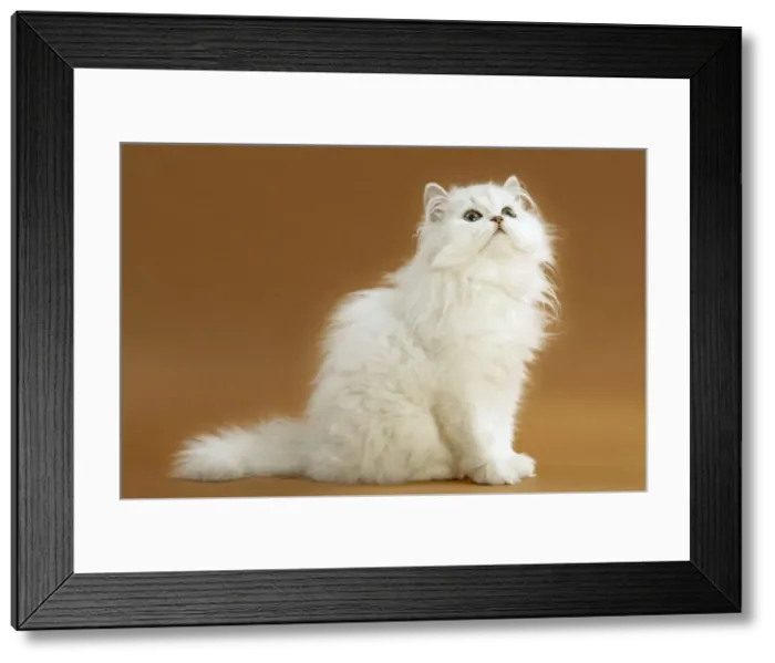 Framed Print : Cats - Persian Chinchilla Framed Print : Cats - Persian Chinchilla
