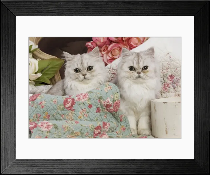 Framed Print : Cat - Persian - two by floral fabric Framed Print : Cat - Persian - two by floral fabric
