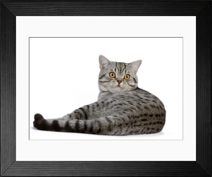 Framed Print : Cat - British Shorthair Silver Spotted - in studio Framed Print : Cat - British Shorthair Silver Spotted - in studio