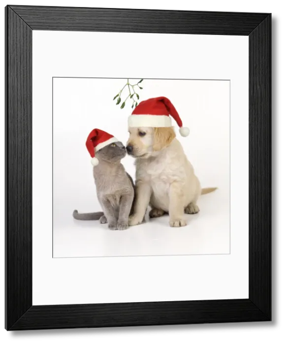 Framed Print : Cat & Dog - kitten & puppy nose to nose under mistletoe wearing Christmas hats Digital Manipulation Hats JD, Mistletoe JD Framed Print : Cat & Dog - kitten & puppy nose to nose under mistletoe wearing Christmas hats Digital Manipulation Hats JD, Mistletoe JD
