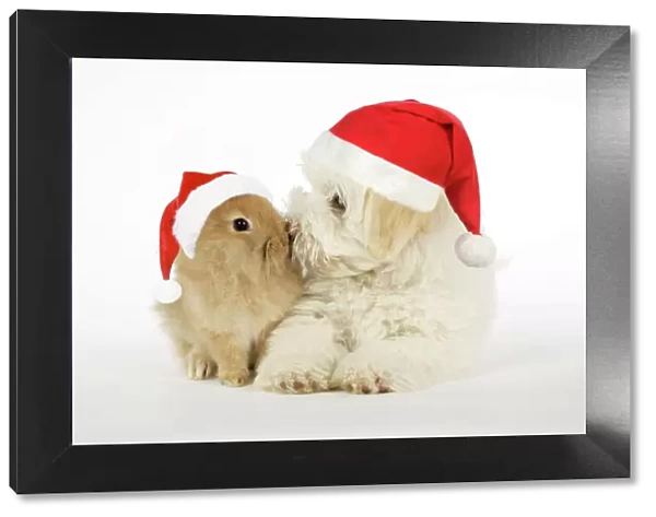 DOG & RABBIT. Coton de Tulear puppy ( 8 wks old ) kissing a lion head rabbit ( 6 wks old ) with Christmas hats. Digital Manipulation: added Christmas hats (JD)