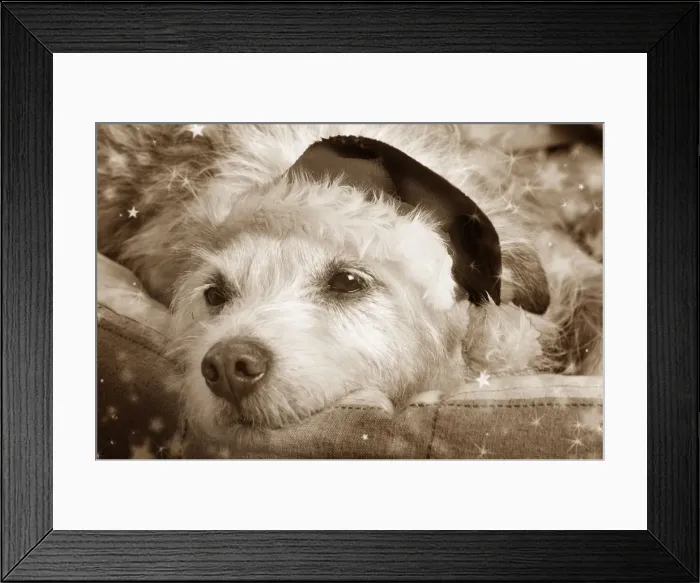 Framed Print : Dog - resting in bed Digital Manipulation: Hat (Su), sepia, stars Framed Print : Dog - resting in bed Digital Manipulation: Hat (Su), sepia, stars