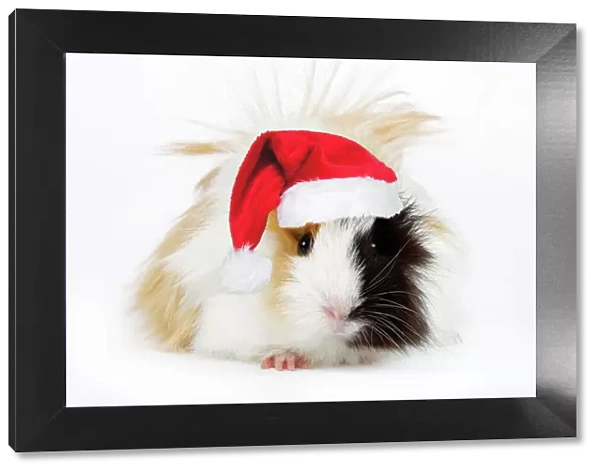 Guinea Pig - wearing Christmas hat Digital Manipulation: Hat (Su)