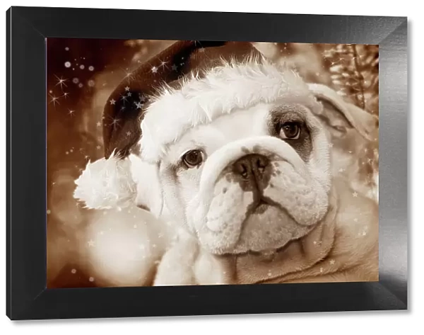 Dog - English Bulldog close-up of face Digital Manipulation: Hat (Su), sepia, stars