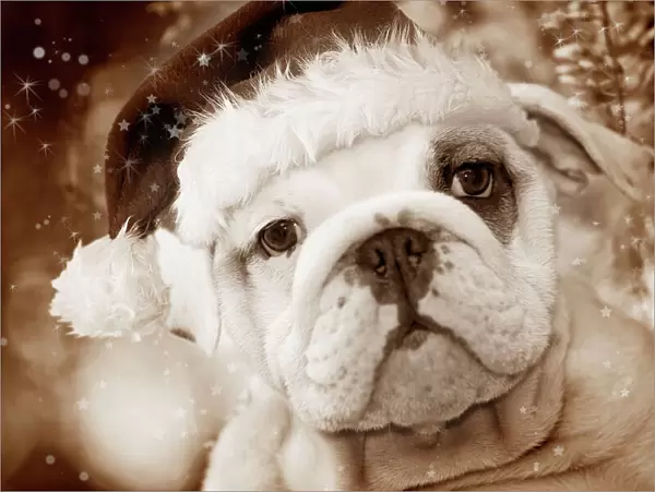 Dog - English Bulldog close-up of face Digital Manipulation: Hat (Su), sepia, stars