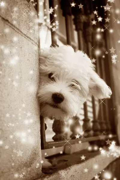 Dog - peering out of window Digital Manipulation: Sepia, stars