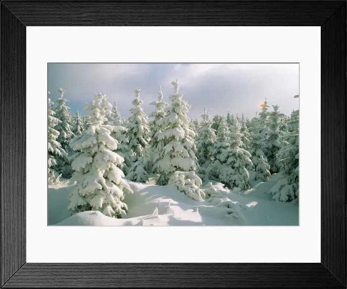 Framed Print : Snow SM 1444 Conifers in snow, Saxony. © Stefan Meyers / ARDEA LONDON Framed Print : Snow SM 1444 Conifers in snow, Saxony. © Stefan Meyers / ARDEA LONDON