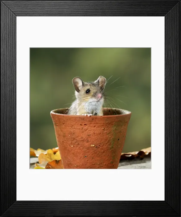 Framed Print : Wood mouse - in flower pot Bedfordshire UK 006613 Framed Print : Wood mouse - in flower pot Bedfordshire UK 006613