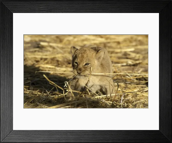 Framed Print : Lion Cub CRH 892 6 week old lion cub with dried grass in mouth - Moremi, Botswana Panthera leo © Chris Harvey / ARDEA LONDON Framed Print : Lion Cub CRH 892 6 week old lion cub with dried grass in mouth - Moremi, Botswana Panthera leo © Chris Harvey / ARDEA LONDON