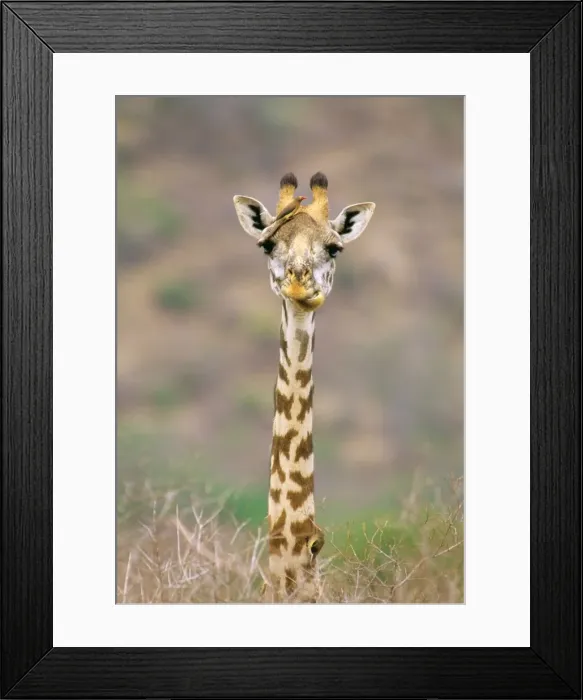 Framed Print : Maasai Giraffe - young with bird on head JFL01288 Framed Print : Maasai Giraffe - young with bird on head JFL01288